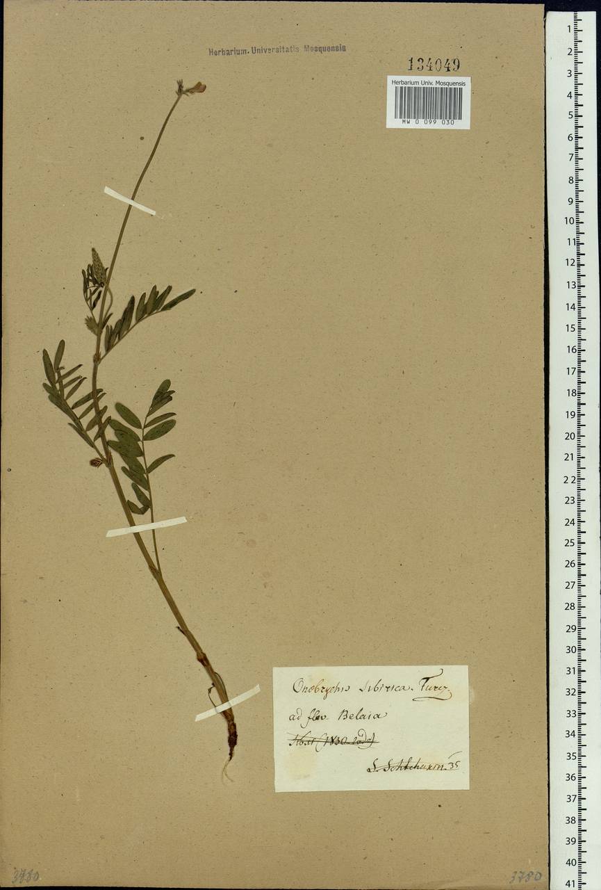 Onobrychis arenaria subsp. sibirica (Besser)P.W.Ball, Siberia (no precise locality) (S0) (Russia)