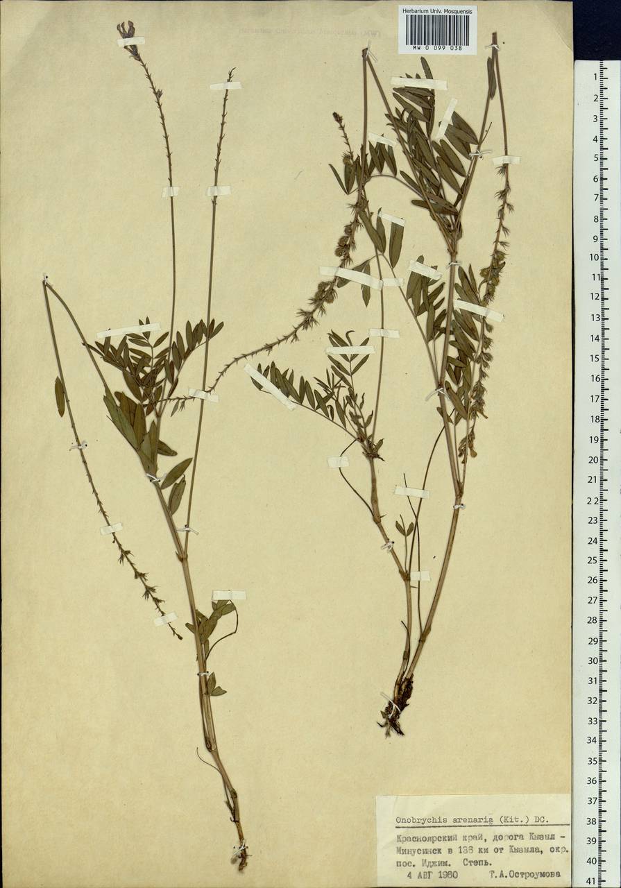 Onobrychis arenaria (Kit.)DC., Siberia, Altai & Sayany Mountains (S2) (Russia)