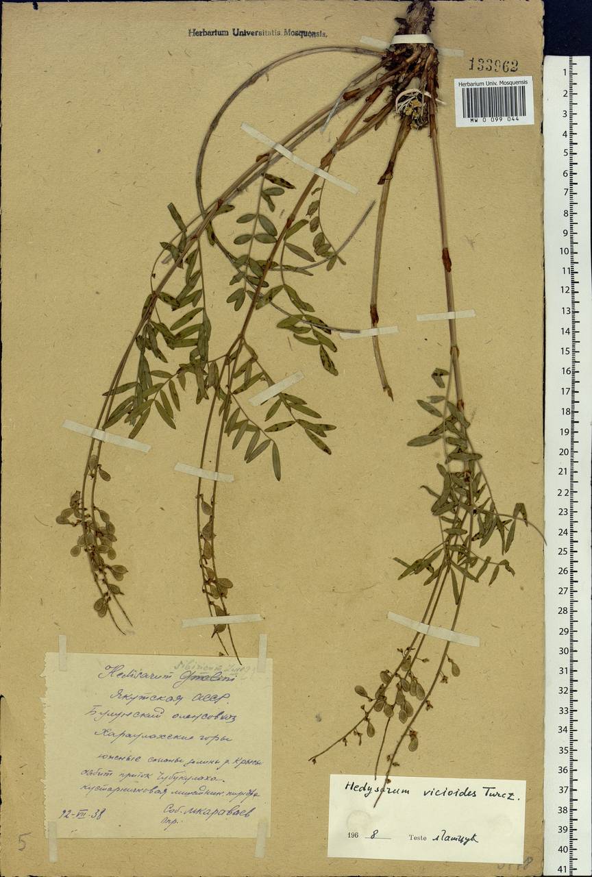 Hedysarum vicioides Turcz., Siberia, Yakutia (S5) (Russia)
