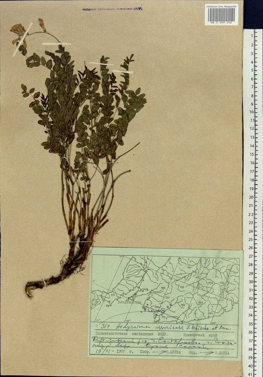 Hedysarum vicioides subsp. japonicum (Fedtsch.)B.H.Choi & H.Ohashi, Siberia, Russian Far East (S6) (Russia)