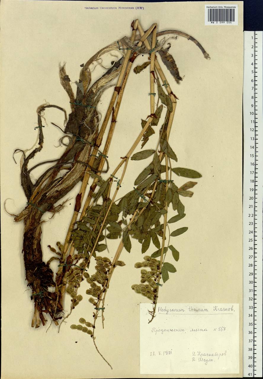 Hedysarum theinum Krasnob., Siberia, Altai & Sayany Mountains (S2) (Russia)