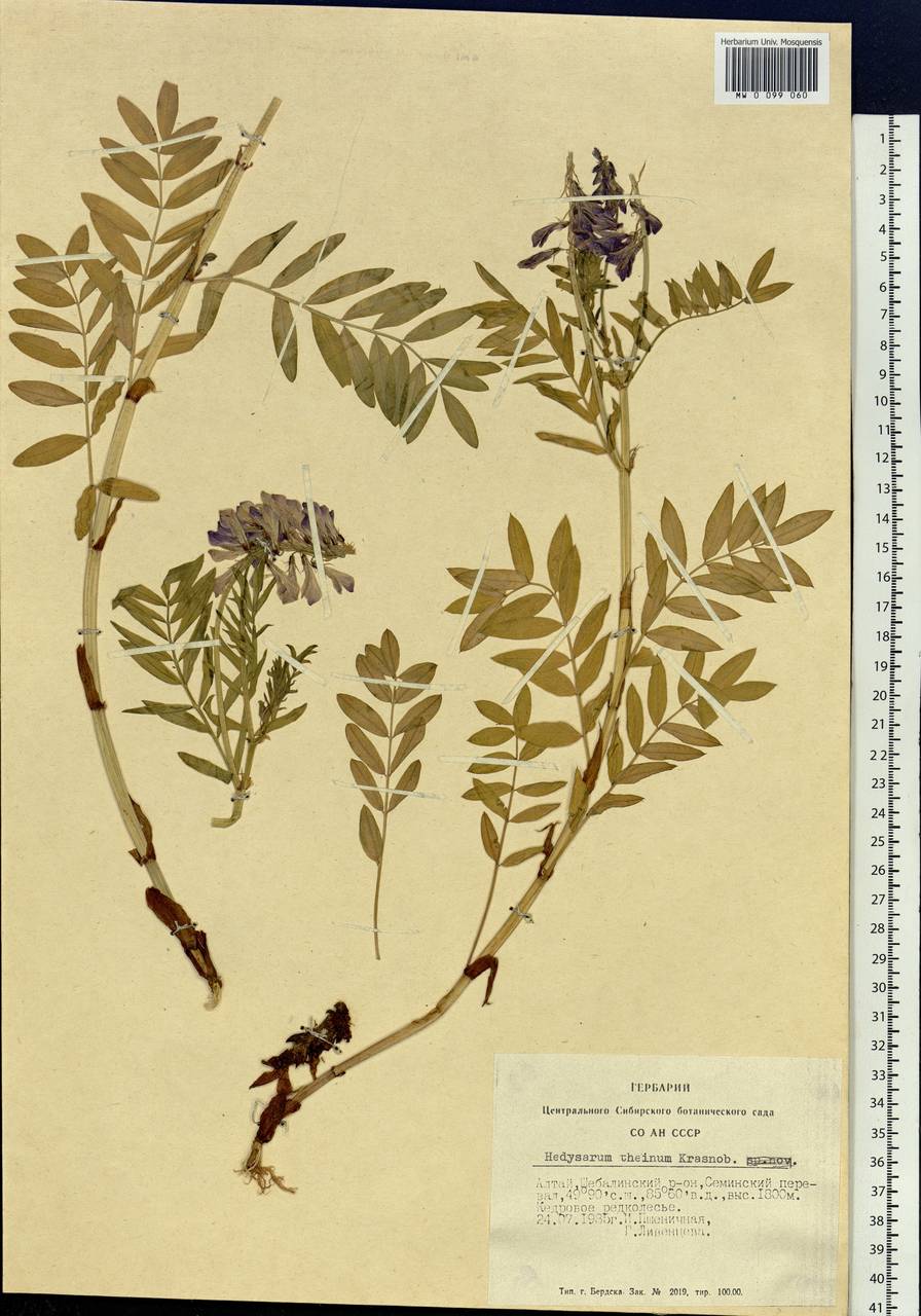 Hedysarum theinum Krasnob., Siberia, Altai & Sayany Mountains (S2) (Russia)