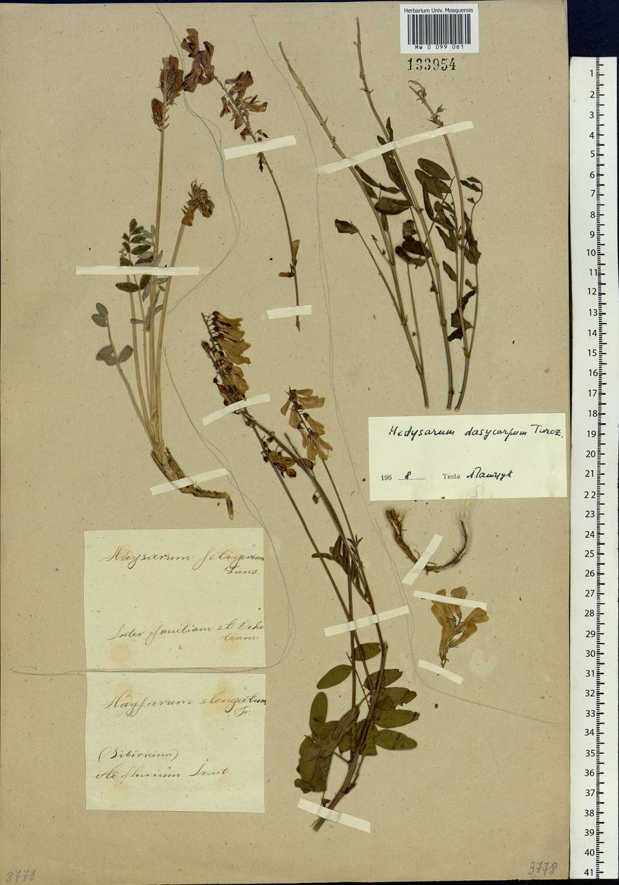 Hedysarum setigerum Fisch. & C.A.Mey., Siberia, Yakutia (S5) (Russia)