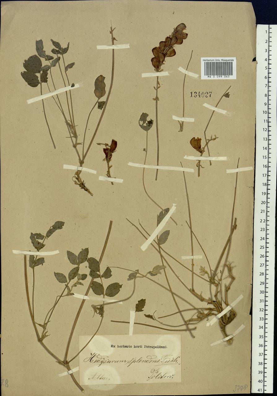 Hedysarum splendens DC., Siberia, Altai & Sayany Mountains (S2) (Russia)