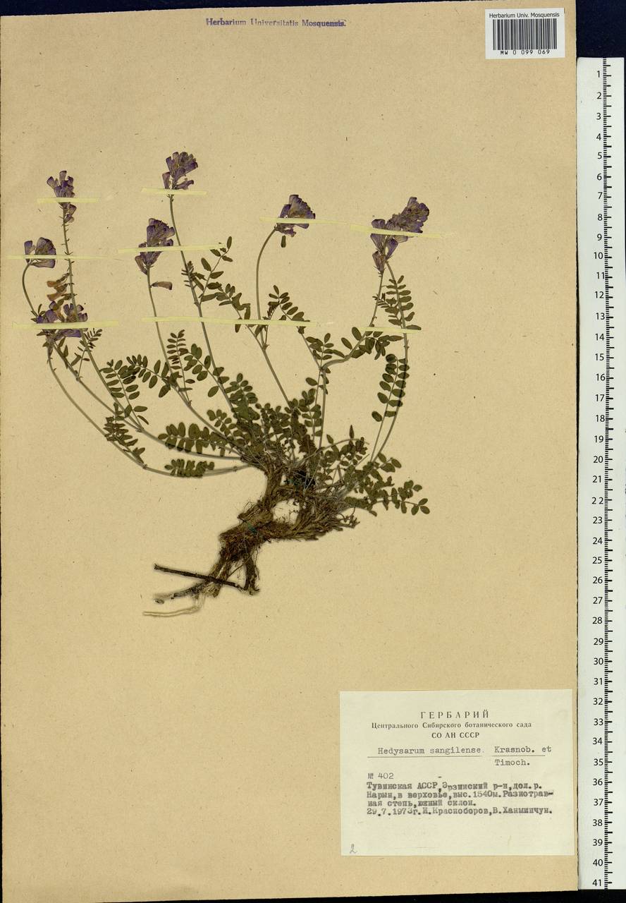 Hedysarum sangilense Krasnob. & Timokhina, Siberia, Altai & Sayany Mountains (S2) (Russia)