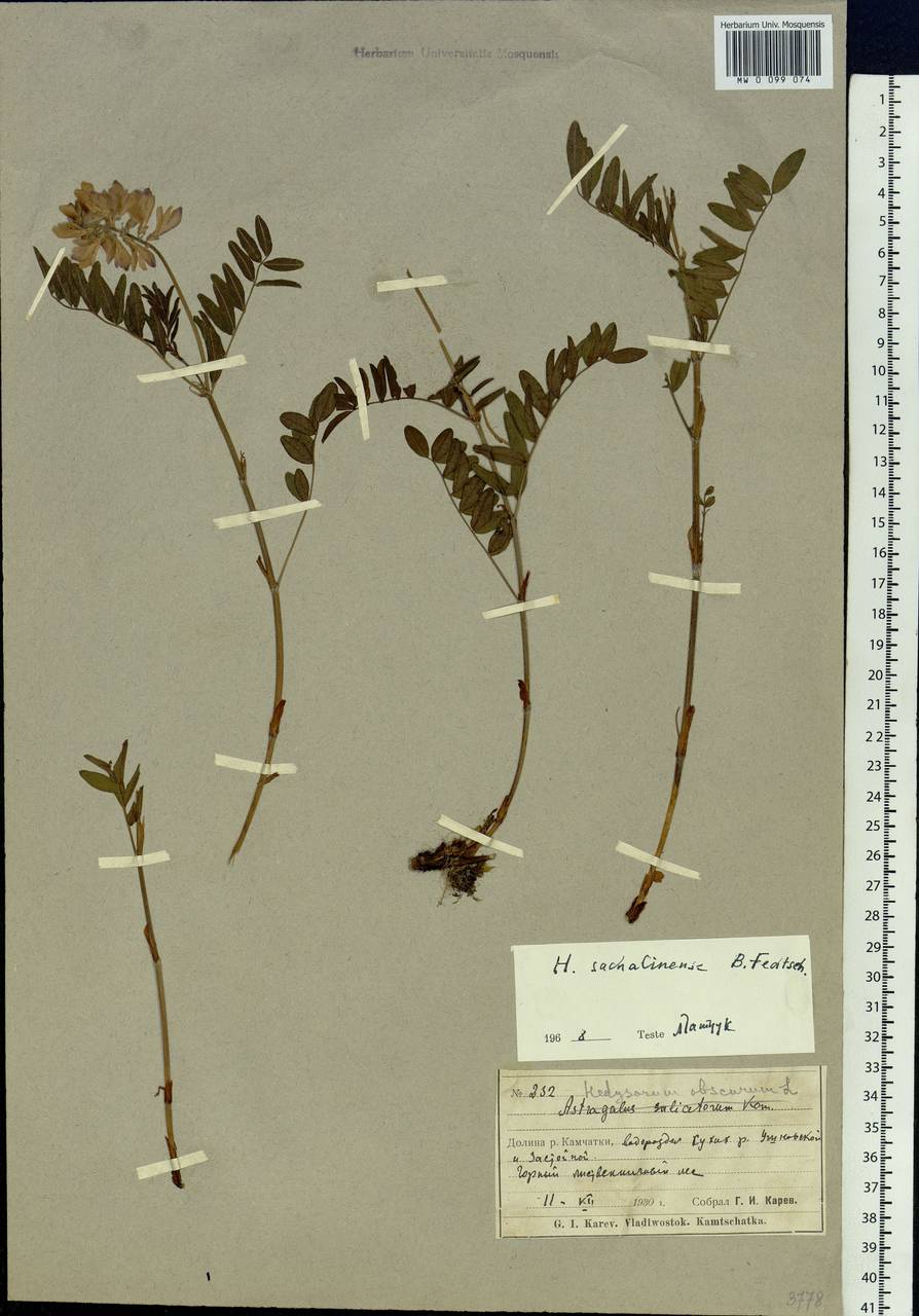 Hedysarum sachalinense B.Fedtsch., Siberia, Chukotka & Kamchatka (S7) (Russia)