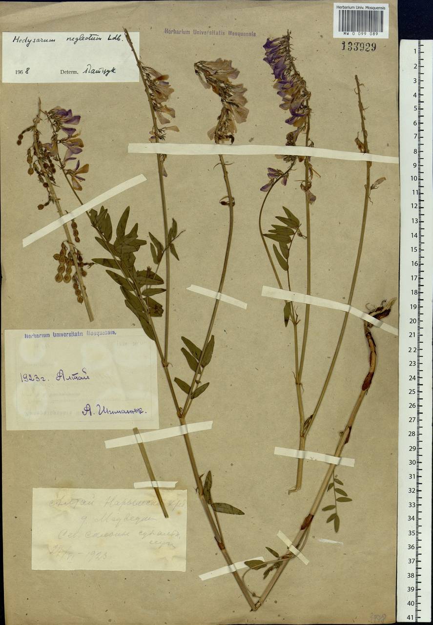 Hedysarum neglectum Ledeb., Siberia, Western (Kazakhstan) Altai Mountains (S2a) (Kazakhstan)