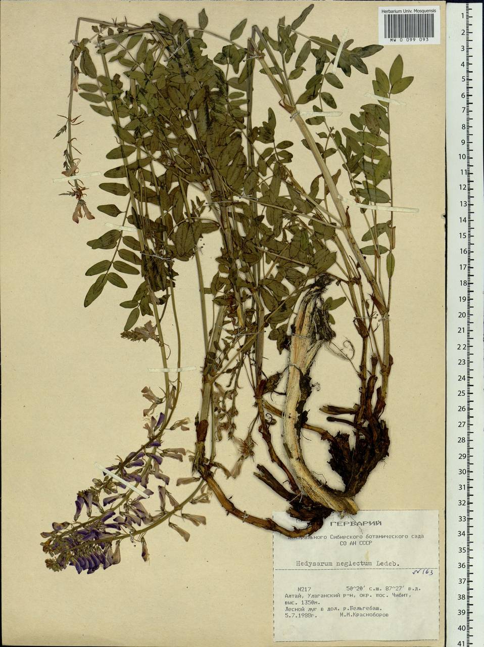 Hedysarum neglectum Ledeb., Siberia, Altai & Sayany Mountains (S2) (Russia)