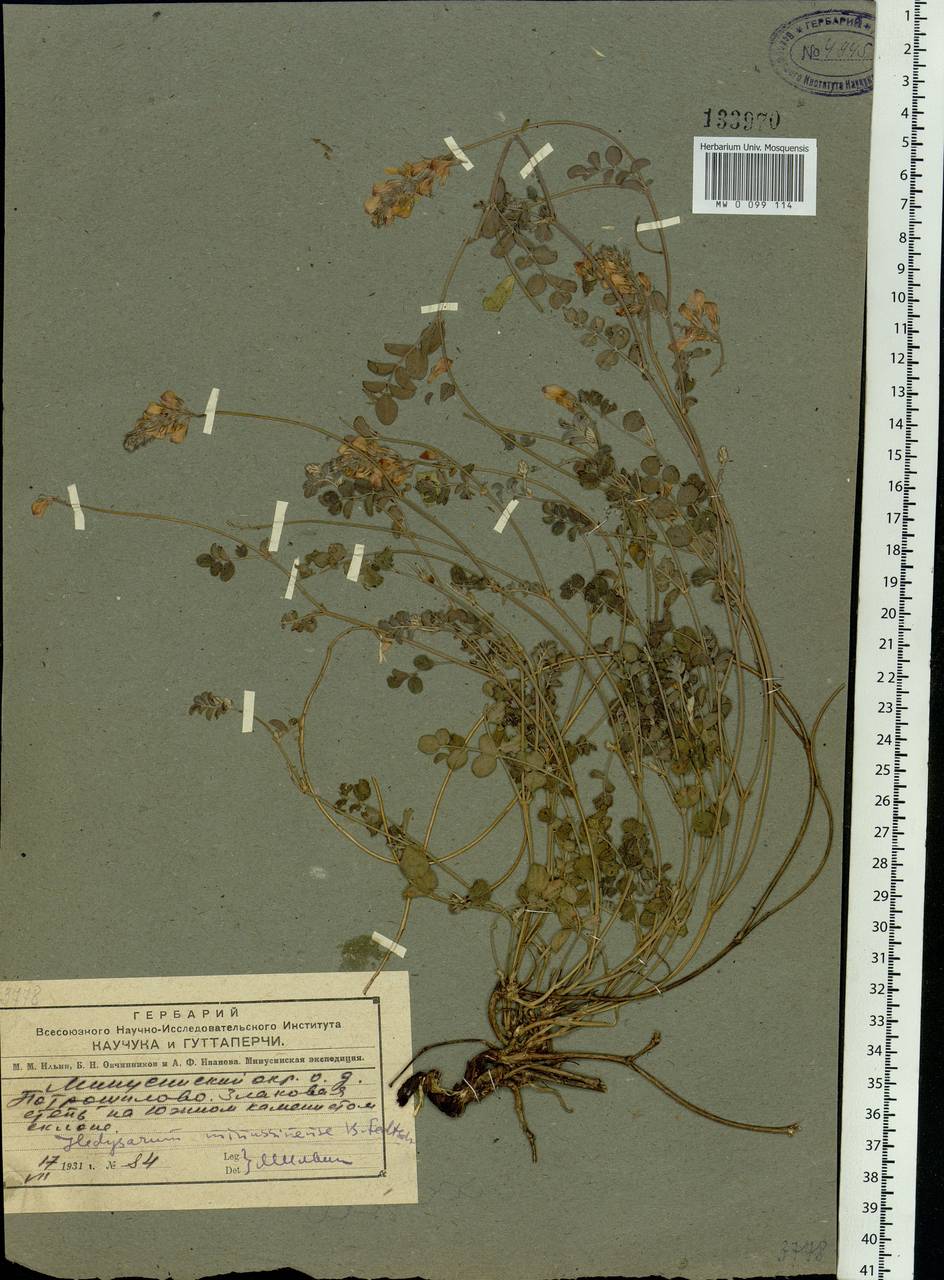 Hedysarum minussinense B.Fedtsch., Siberia, Altai & Sayany Mountains (S2) (Russia)