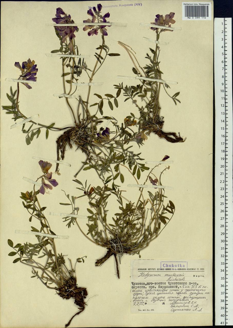 Hedysarum boreale subsp. mackenzii (Richardson)S.L.Welsh, Siberia, Chukotka & Kamchatka (S7) (Russia)