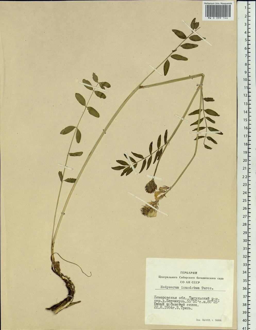 Hedysarum inundatum Turcz., Siberia, Altai & Sayany Mountains (S2) (Russia)