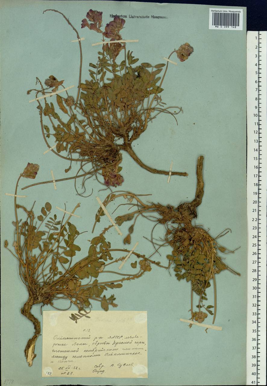 Hedysarum gmelinii Ledeb., Siberia, Yakutia (S5) (Russia)