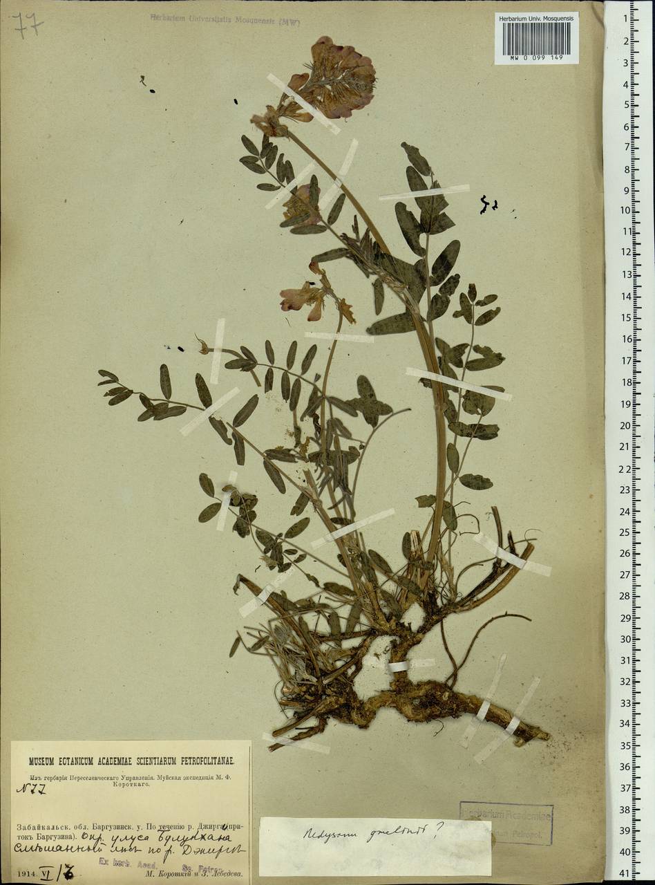Hedysarum gmelinii Ledeb., Siberia, Baikal & Transbaikal region (S4) (Russia)