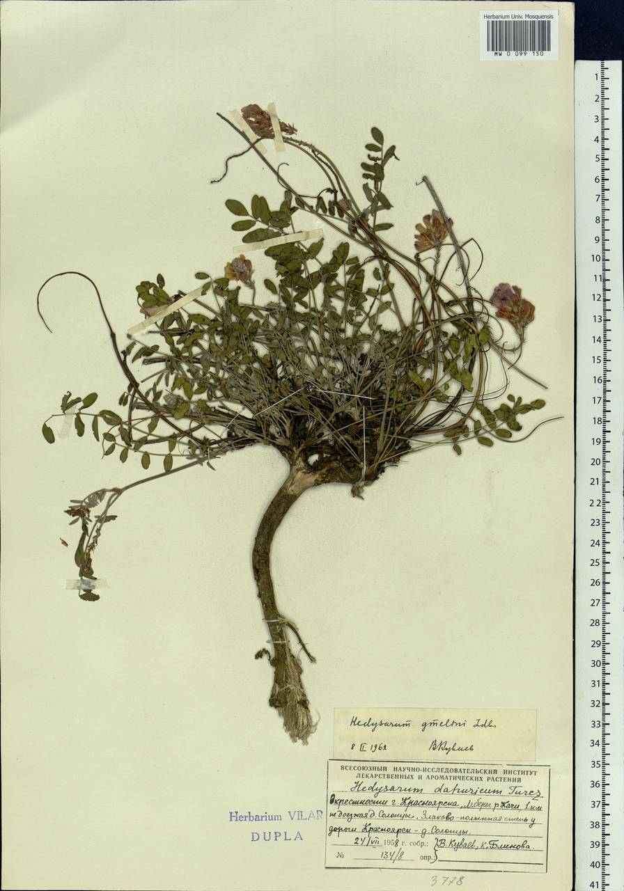 Hedysarum gmelinii Ledeb., Siberia, Central Siberia (S3) (Russia)