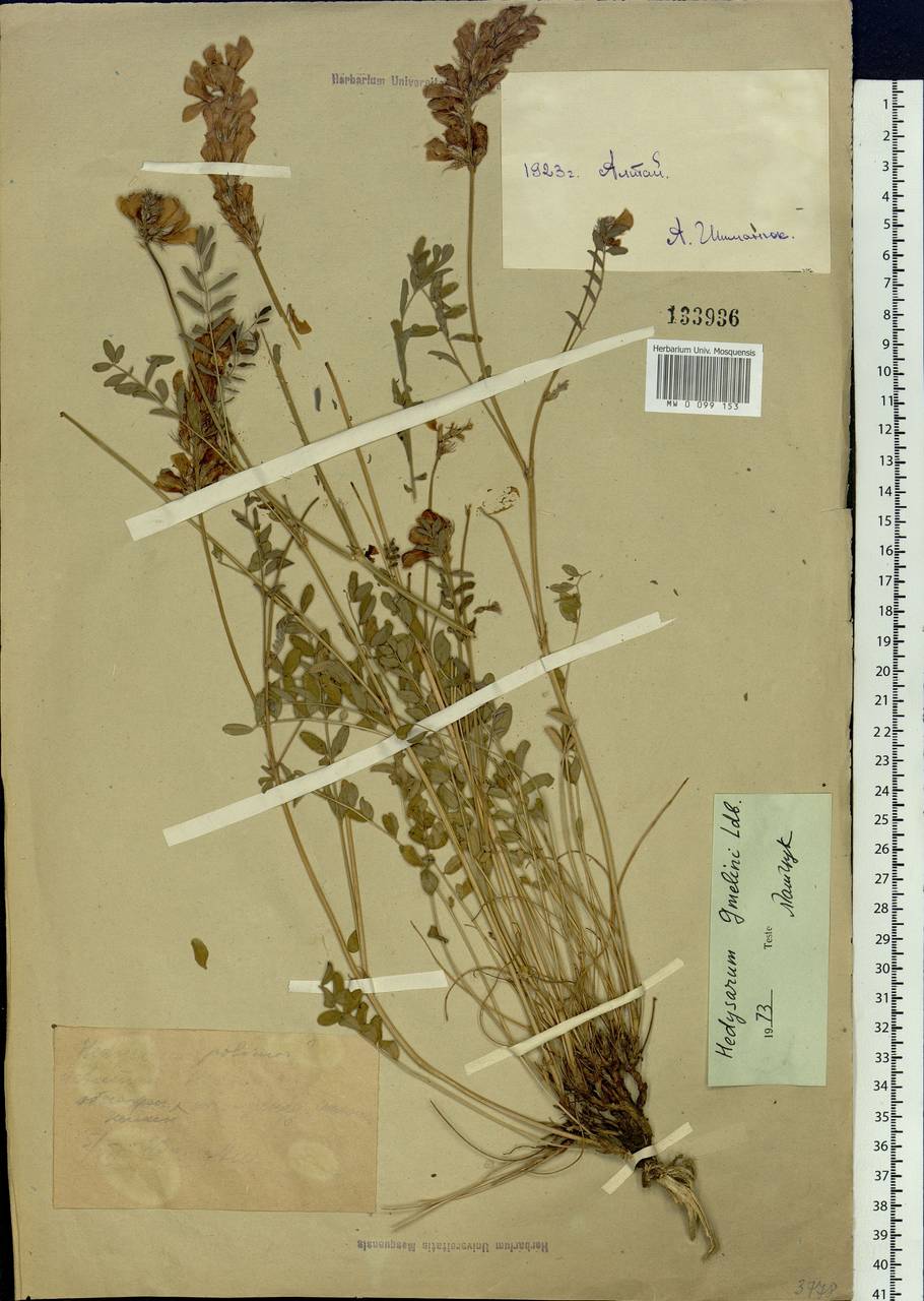 Hedysarum gmelinii Ledeb., Siberia, Western (Kazakhstan) Altai Mountains (S2a) (Kazakhstan)