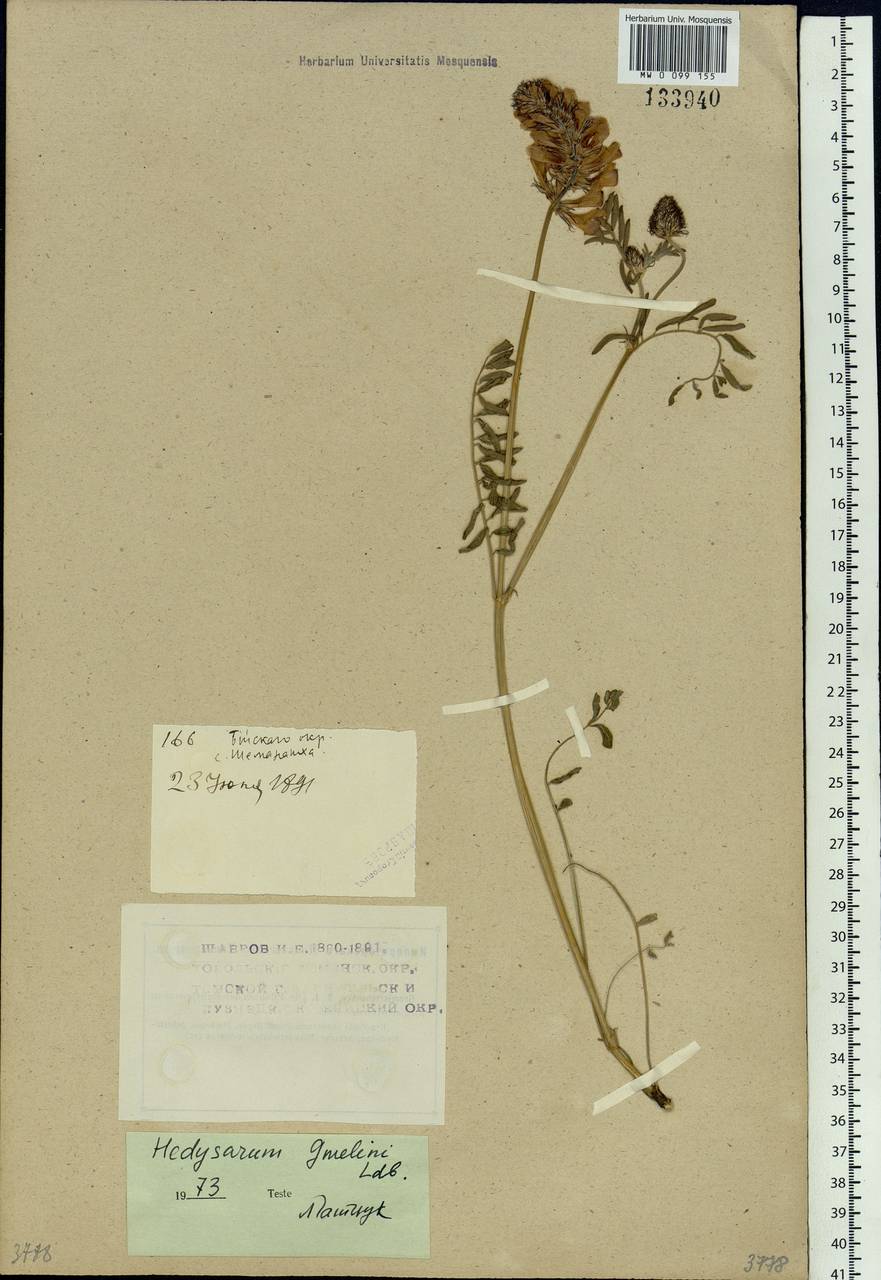 Hedysarum gmelinii Ledeb., Siberia, Western (Kazakhstan) Altai Mountains (S2a) (Kazakhstan)