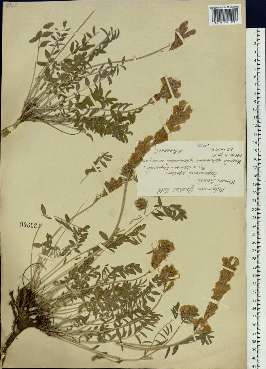 Hedysarum gmelinii Ledeb., Siberia, Western (Kazakhstan) Altai Mountains (S2a) (Kazakhstan)