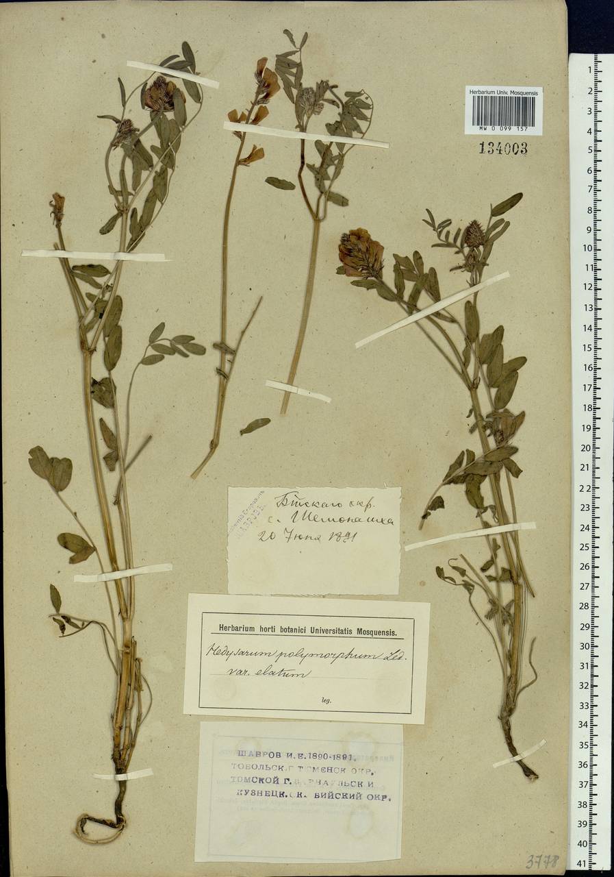 Hedysarum gmelinii Ledeb., Siberia, Western (Kazakhstan) Altai Mountains (S2a) (Kazakhstan)