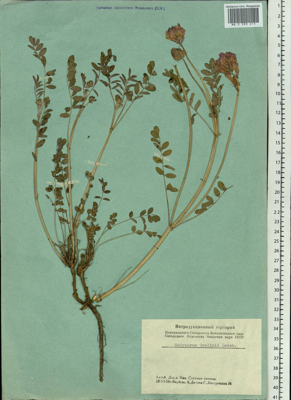 Hedysarum gmelinii Ledeb., Siberia, Altai & Sayany Mountains (S2) (Russia)