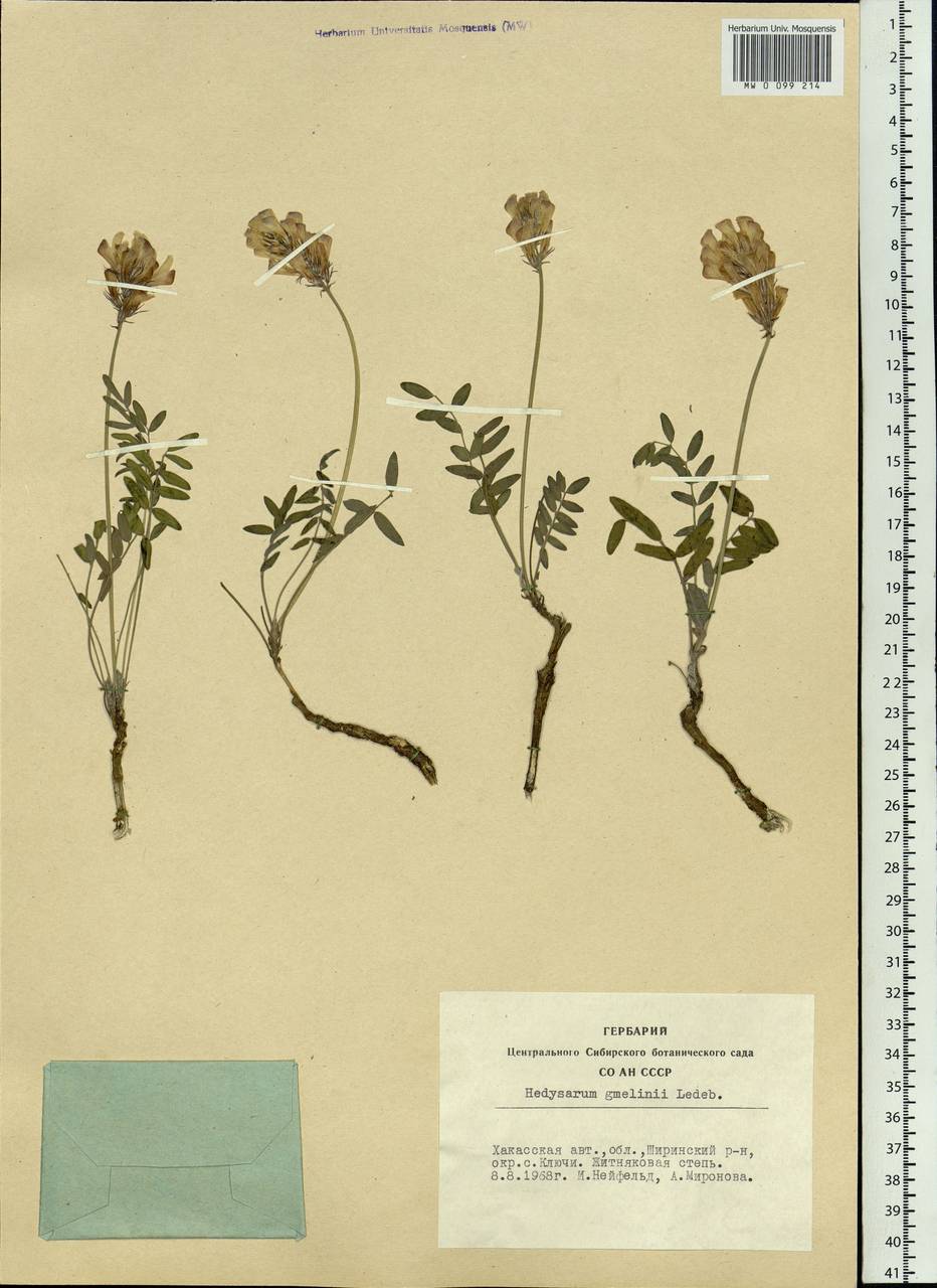 Hedysarum gmelinii Ledeb., Siberia, Altai & Sayany Mountains (S2) (Russia)