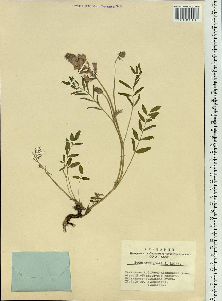 Hedysarum gmelinii Ledeb., Siberia, Altai & Sayany Mountains (S2) (Russia)