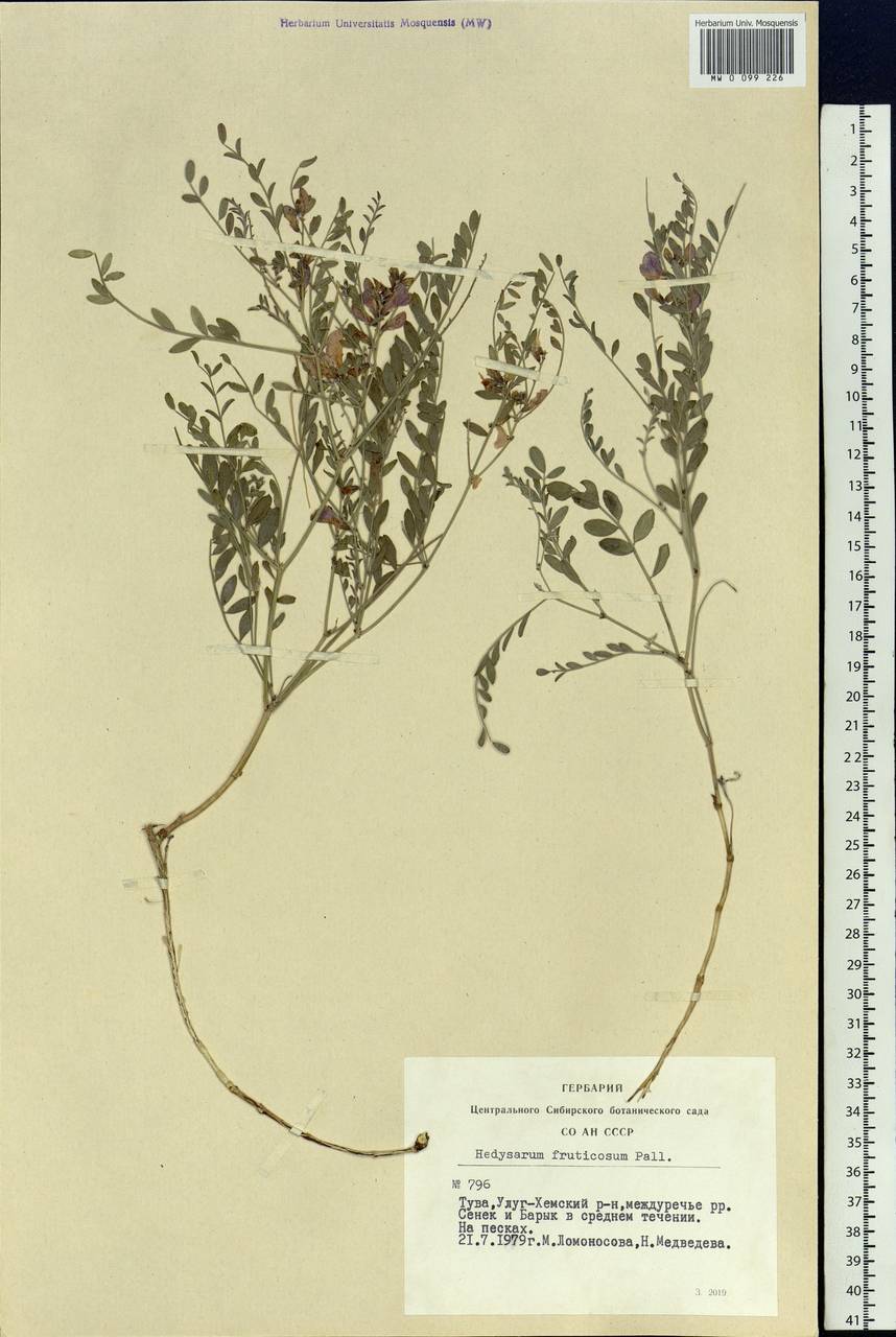 Corethrodendron fruticosum (Pall.) B.H.Choi & H.Ohashi, Siberia, Altai & Sayany Mountains (S2) (Russia)