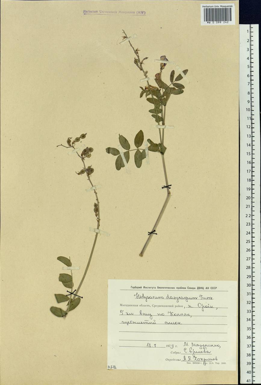Hedysarum dasycarpum Turcz., Siberia, Chukotka & Kamchatka (S7) (Russia)