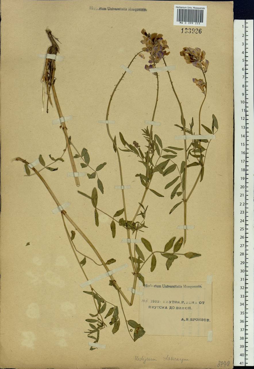 Hedysarum dasycarpum Turcz., Siberia, Yakutia (S5) (Russia)