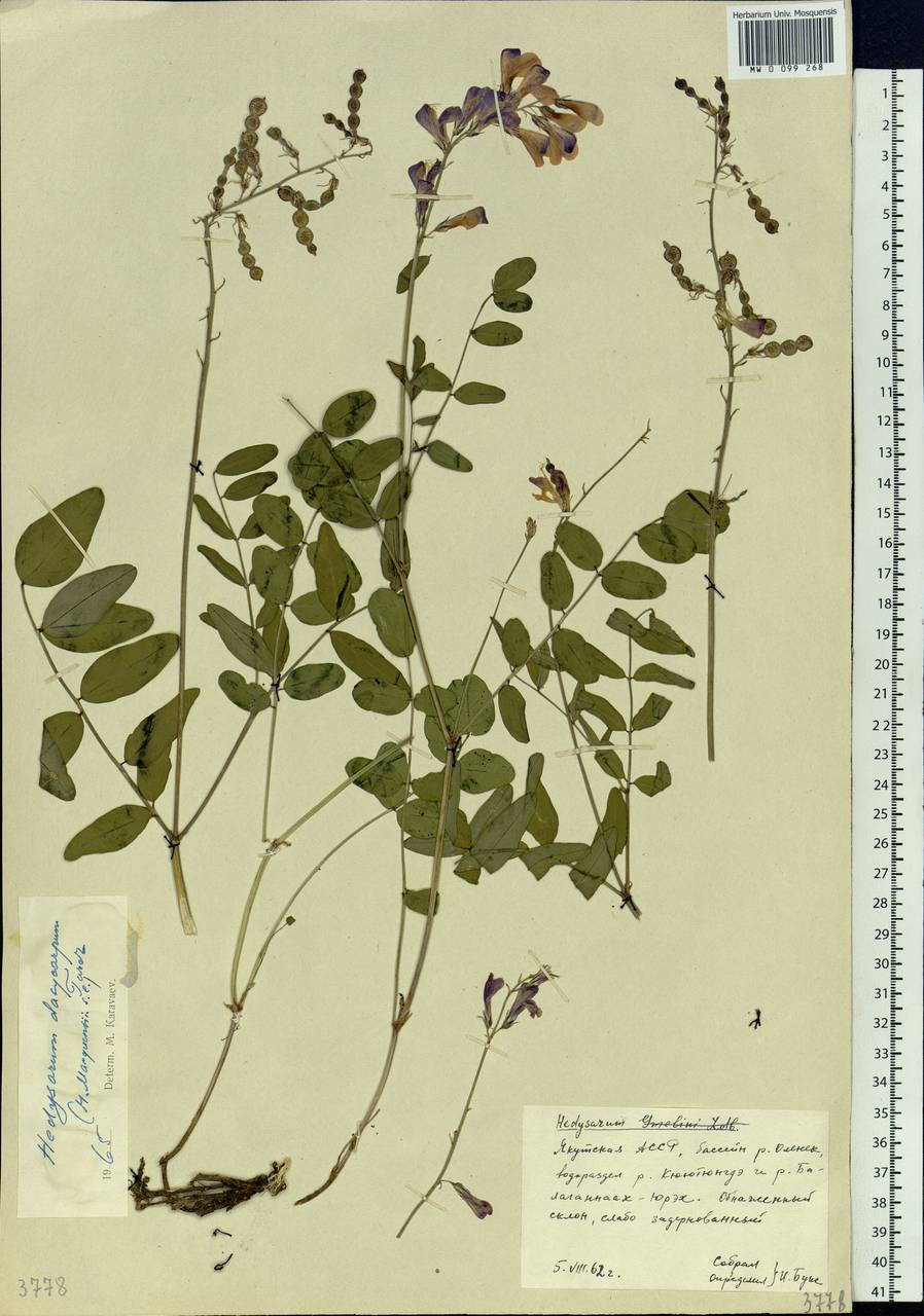 Hedysarum dasycarpum Turcz., Siberia, Yakutia (S5) (Russia)