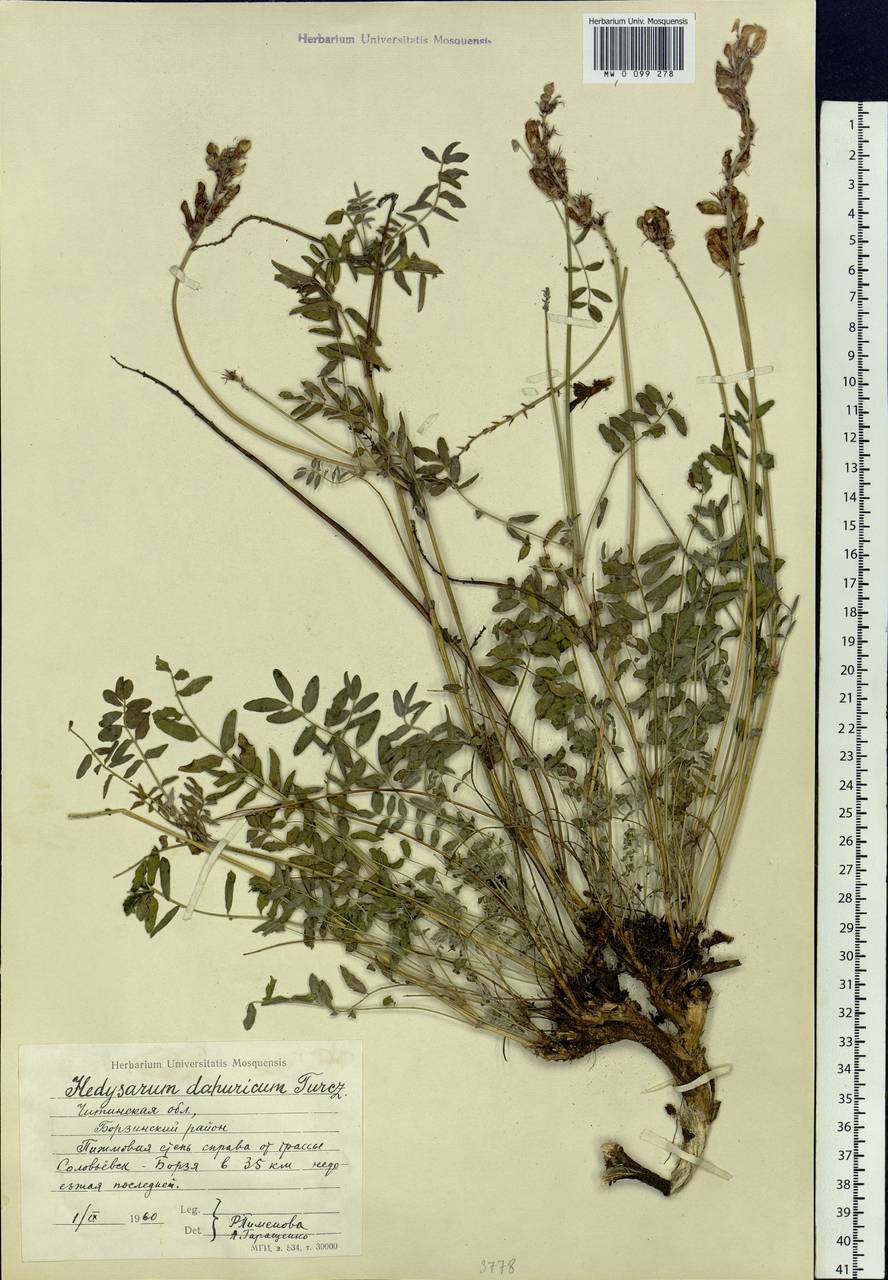 Hedysarum dahuricum B.Fedtsch., Siberia, Baikal & Transbaikal region (S4) (Russia)