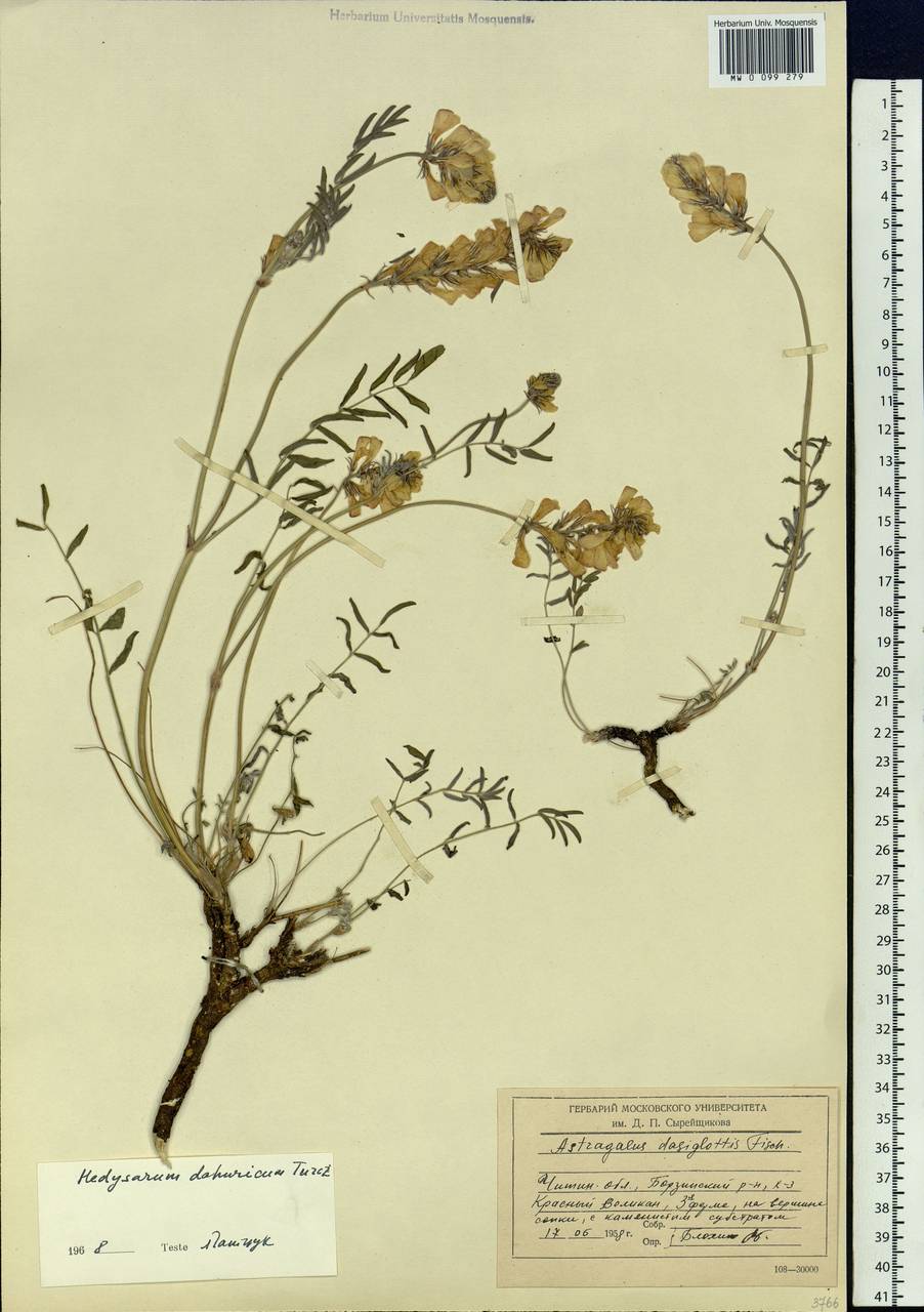 Hedysarum dahuricum B.Fedtsch., Siberia, Baikal & Transbaikal region (S4) (Russia)