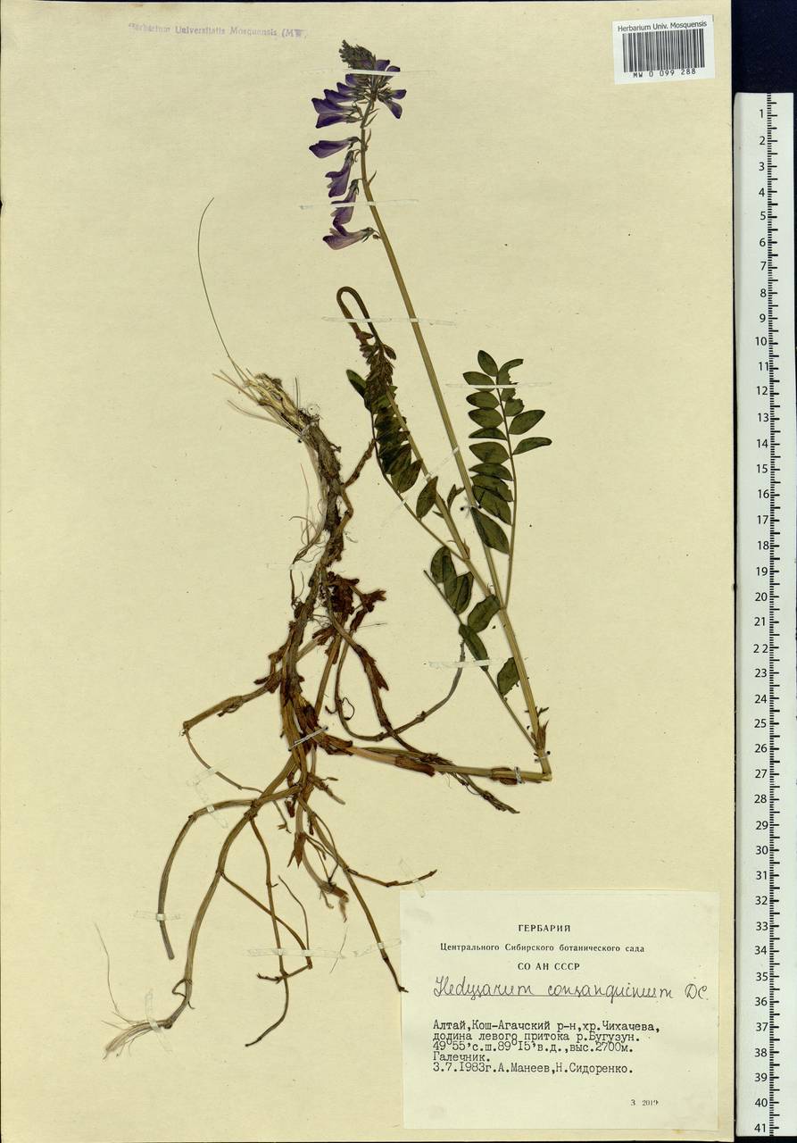 Hedysarum consanguineum DC., Siberia, Altai & Sayany Mountains (S2) (Russia)