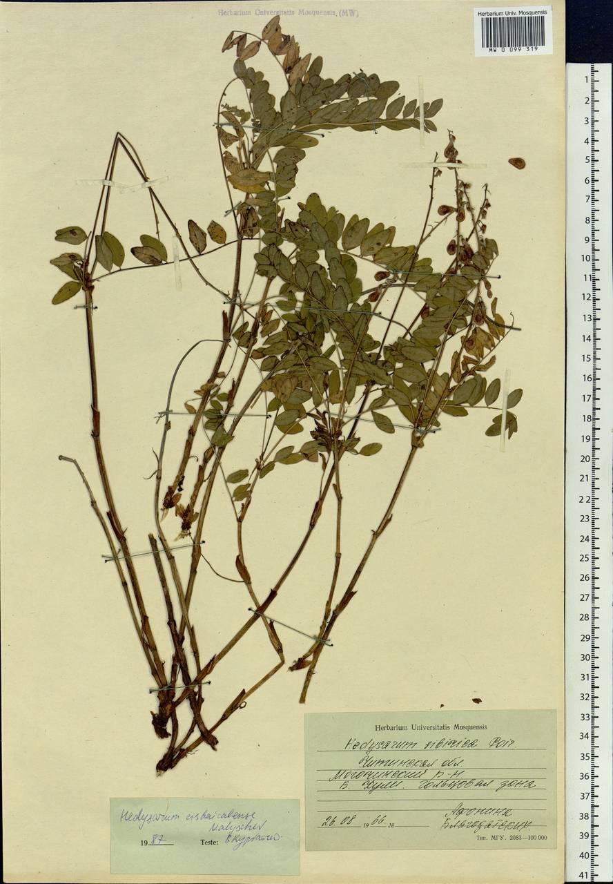 Hedysarum cisbaicalense Malyschev, Siberia, Baikal & Transbaikal region (S4) (Russia)