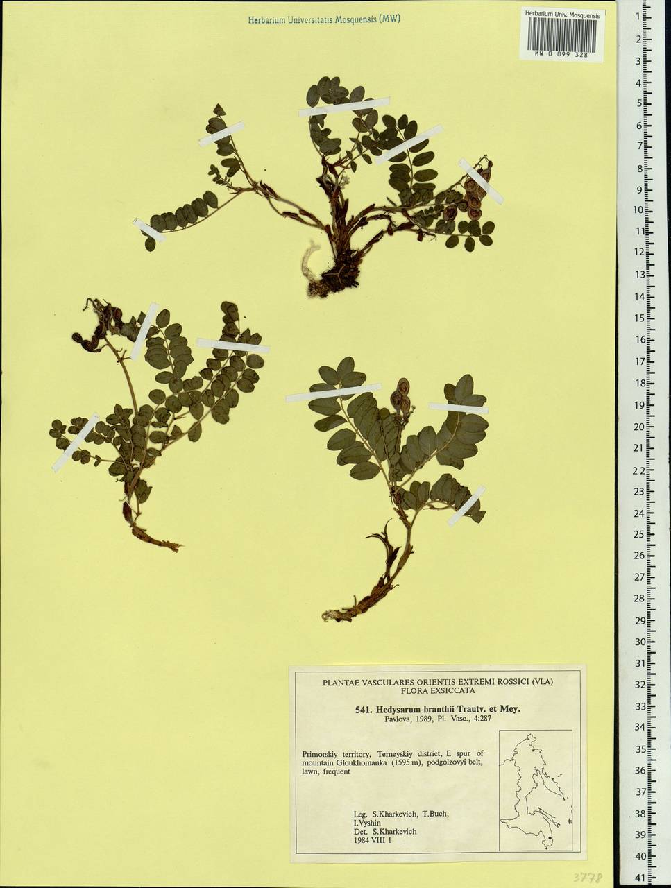 Hedysarum branthii Trautv. & C.A.Mey., Siberia, Russian Far East (S6) (Russia)