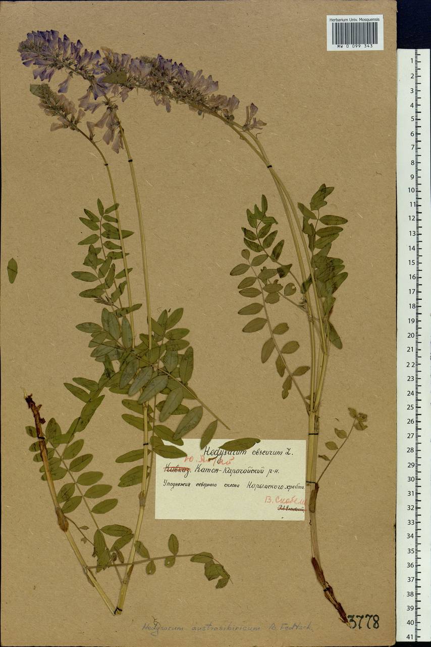 Hedysarum austrosibiricum B.Fedtsch., Siberia, Western (Kazakhstan) Altai Mountains (S2a) (Kazakhstan)