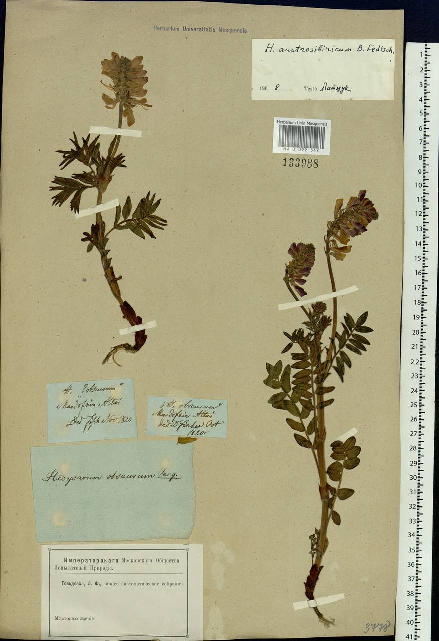 Hedysarum austrosibiricum B.Fedtsch., Siberia, Altai & Sayany Mountains (S2) (Russia)