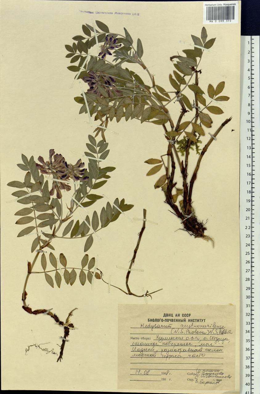 Hedysarum austrokurilense (N.S.Pavlova) N.S.Pavlova, Siberia, Russian Far East (S6) (Russia)
