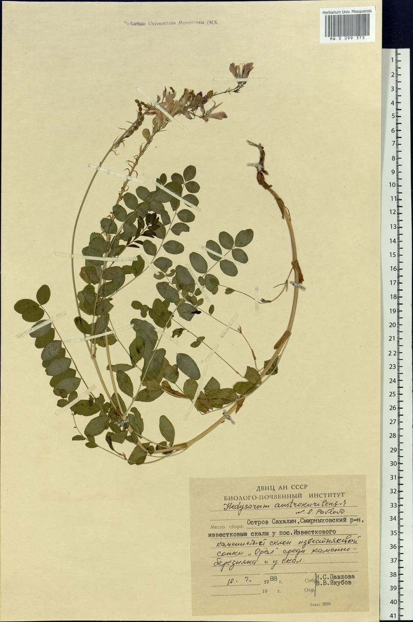 Hedysarum austrokurilense (N.S.Pavlova)N.S.Pavlova, Siberia, Russian Far East (S6) (Russia)