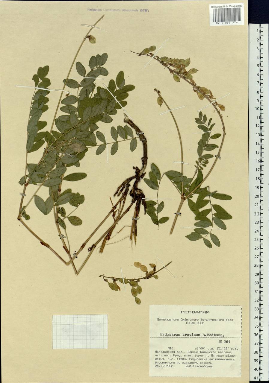 Hedysarum hedysaroides subsp. arcticum (B.Fedtsch.)P.W.Ball, Siberia, Chukotka & Kamchatka (S7) (Russia)