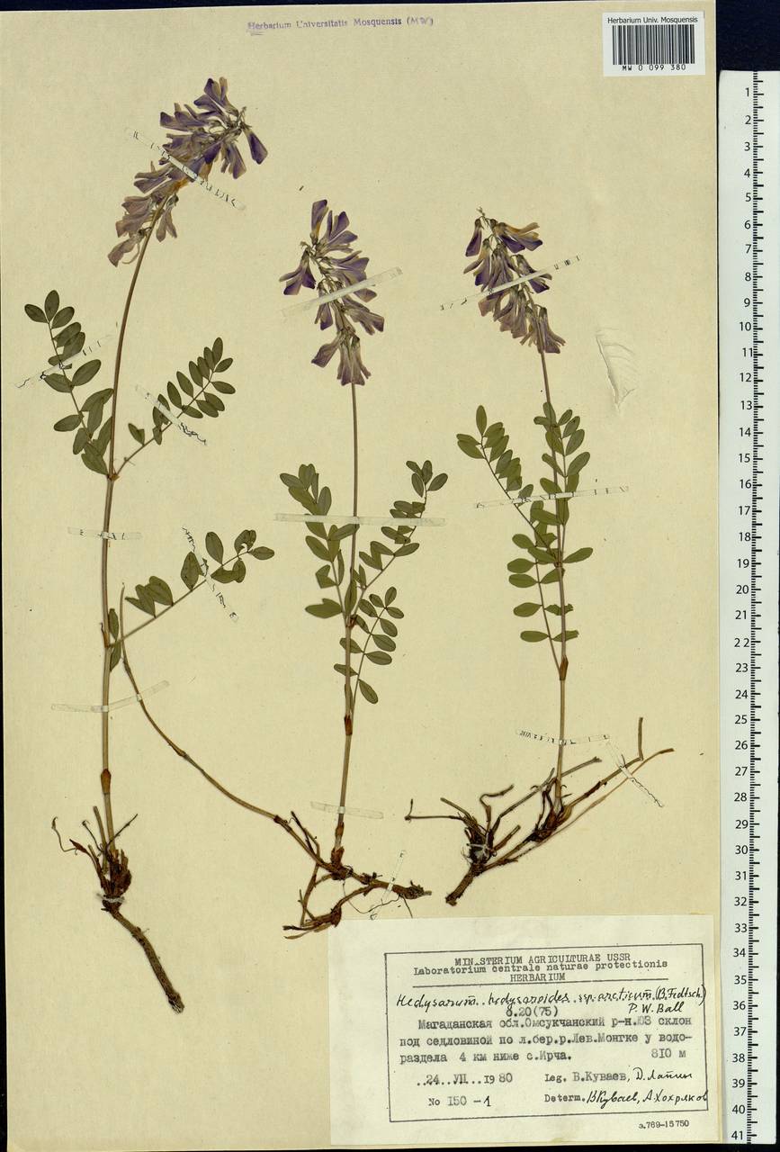 Hedysarum hedysaroides subsp. arcticum (B.Fedtsch.)P.W.Ball, Siberia, Chukotka & Kamchatka (S7) (Russia)