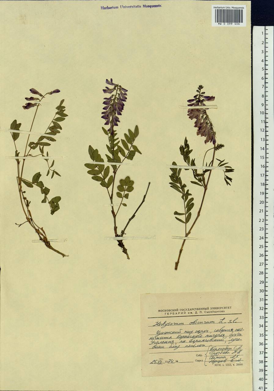 Hedysarum hedysaroides subsp. arcticum (B.Fedtsch.)P.W.Ball, Siberia, Chukotka & Kamchatka (S7) (Russia)