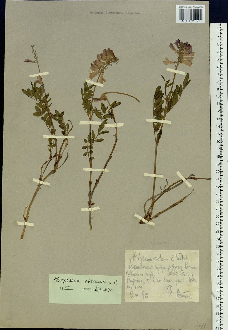 Hedysarum hedysaroides subsp. arcticum (B.Fedtsch.)P.W.Ball, Siberia, Chukotka & Kamchatka (S7) (Russia)