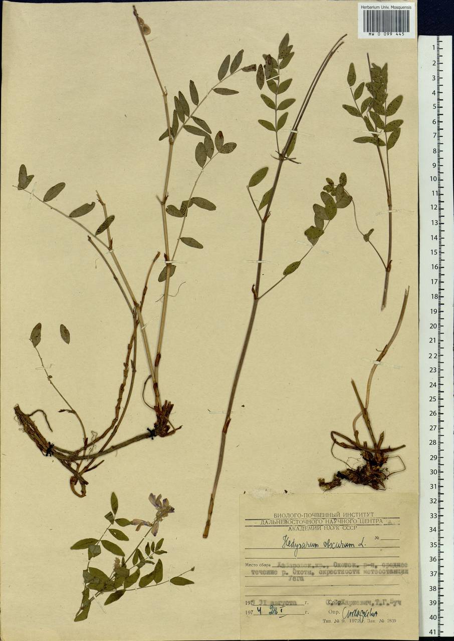 Hedysarum hedysaroides subsp. arcticum (B.Fedtsch.) P.W.Ball, Siberia, Russian Far East (S6) (Russia)