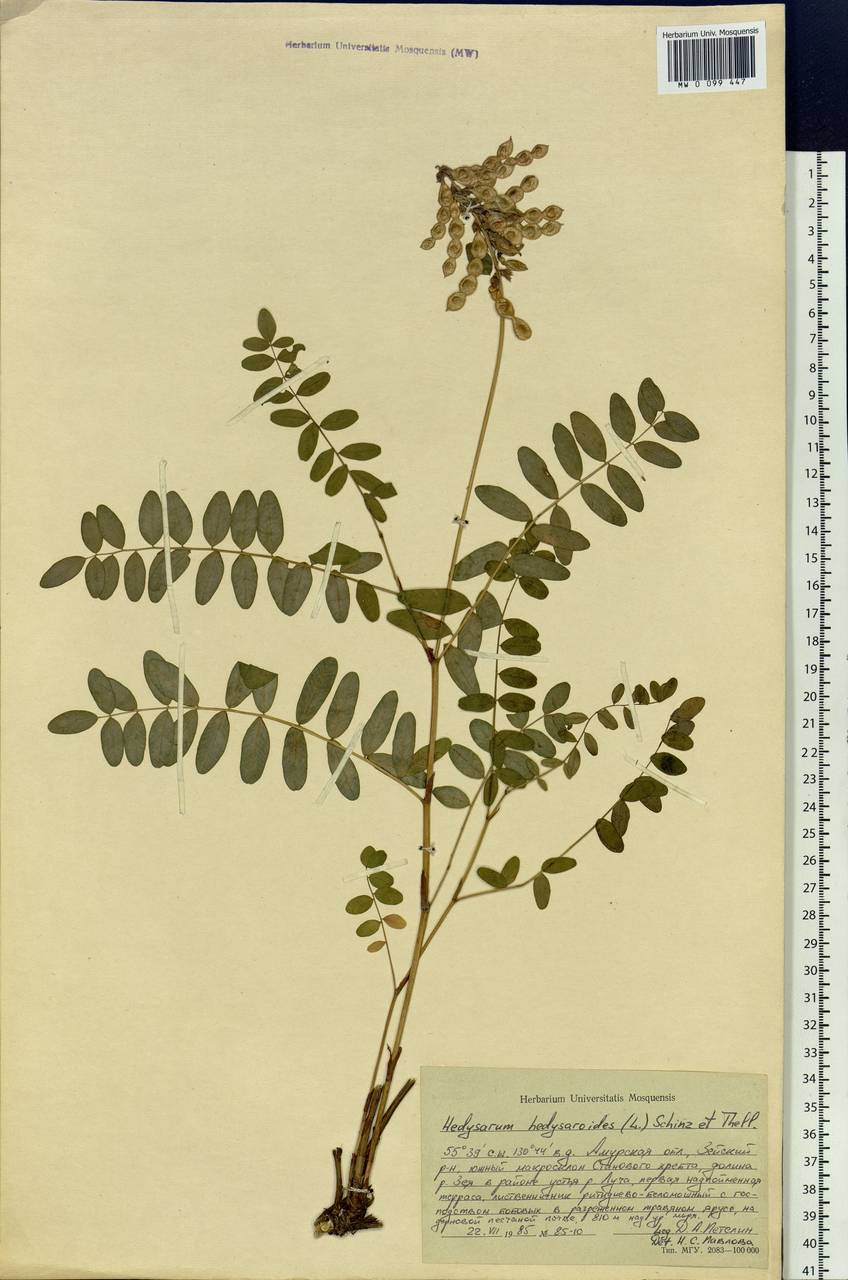 Hedysarum hedysaroides subsp. arcticum (B.Fedtsch.)P.W.Ball, Siberia, Russian Far East (S6) (Russia)