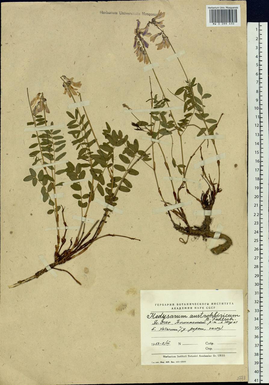 Hedysarum hedysaroides subsp. arcticum (B.Fedtsch.)P.W.Ball, Siberia, Yakutia (S5) (Russia)