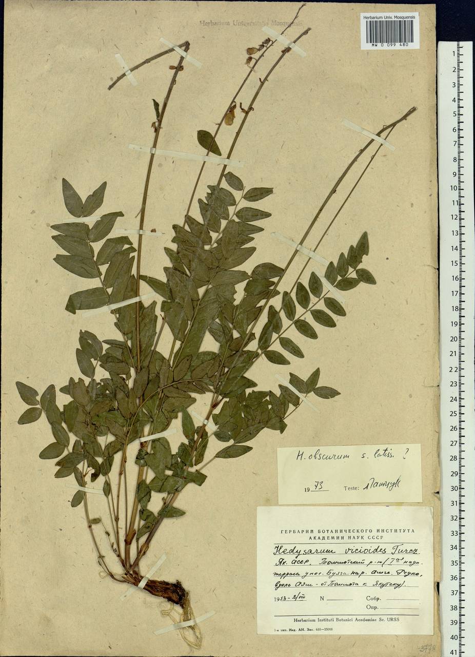 Hedysarum hedysaroides subsp. arcticum (B.Fedtsch.) P.W.Ball, Siberia, Yakutia (S5) (Russia)