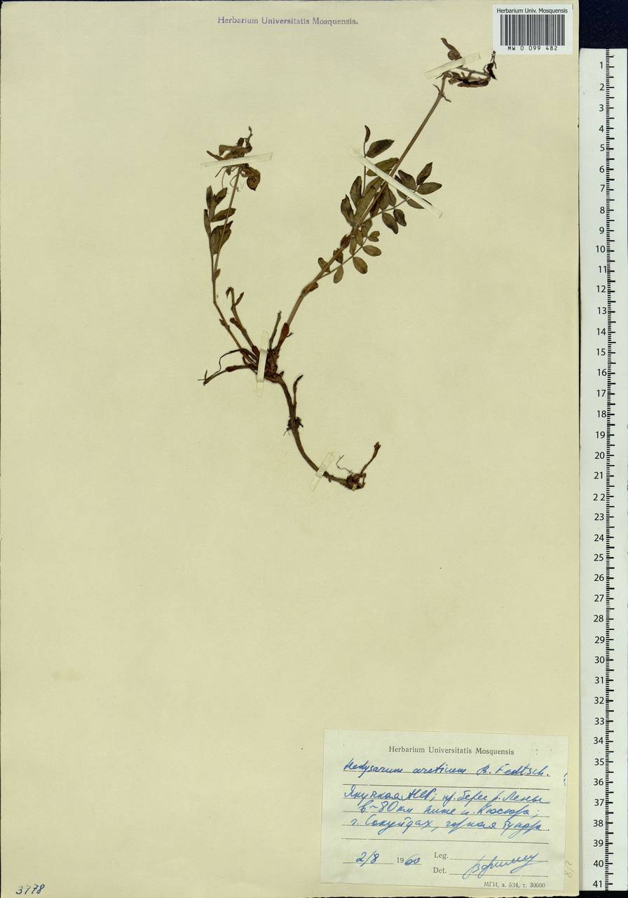 Hedysarum hedysaroides subsp. arcticum (B.Fedtsch.)P.W.Ball, Siberia, Yakutia (S5) (Russia)