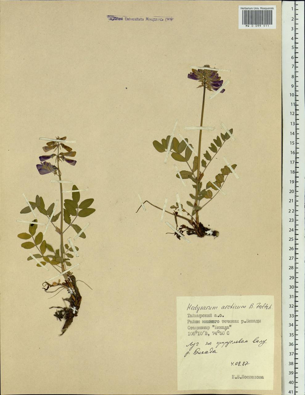 Hedysarum hedysaroides subsp. arcticum (B.Fedtsch.) P.W.Ball, Siberia, Central Siberia (S3) (Russia)