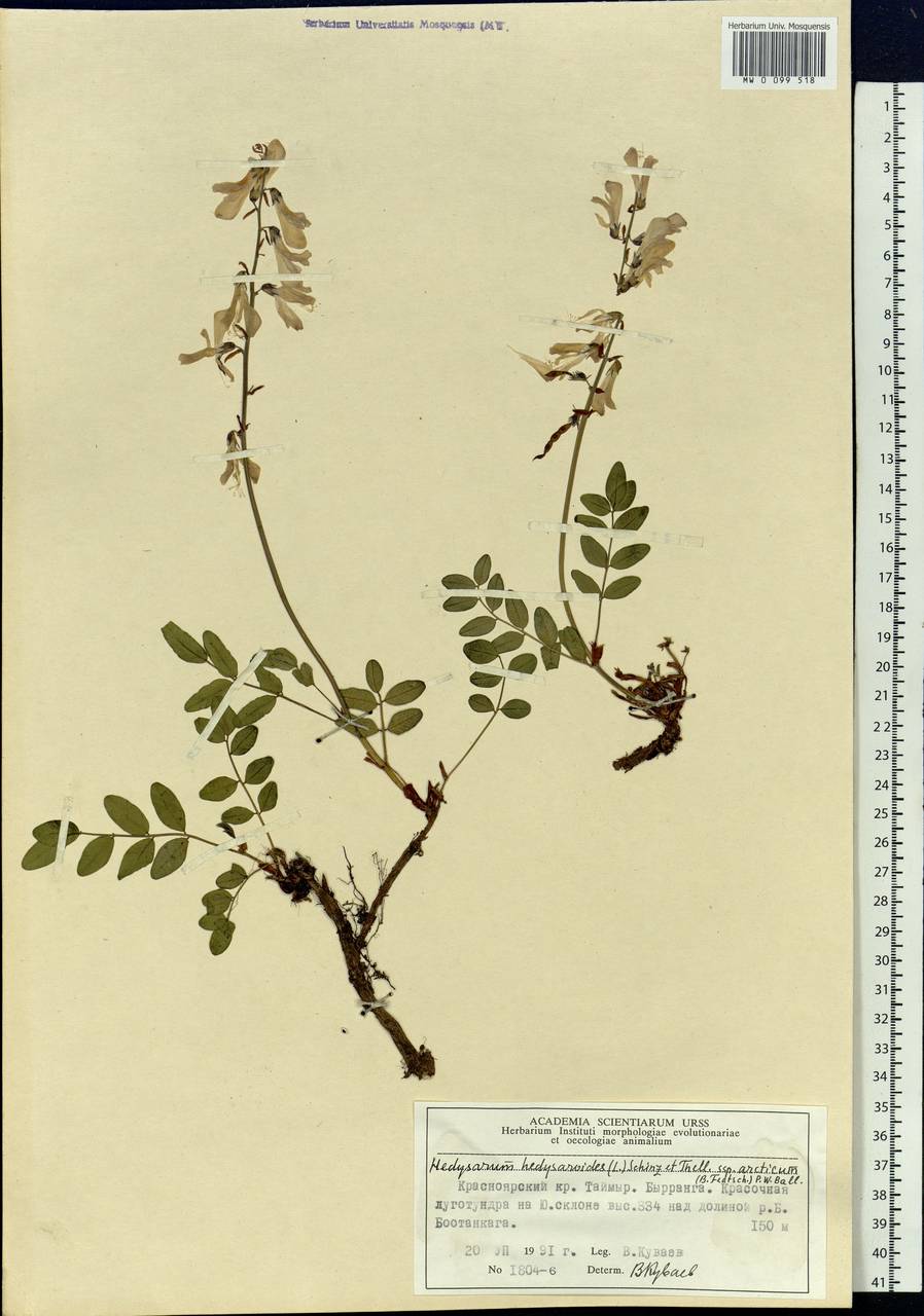 Hedysarum hedysaroides subsp. arcticum (B.Fedtsch.)P.W.Ball, Siberia, Central Siberia (S3) (Russia)