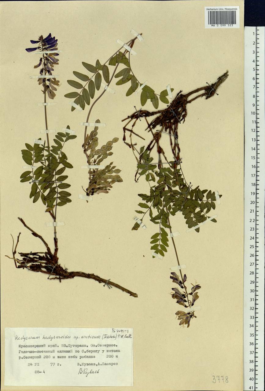 Hedysarum hedysaroides subsp. arcticum (B.Fedtsch.)P.W.Ball, Siberia, Central Siberia (S3) (Russia)
